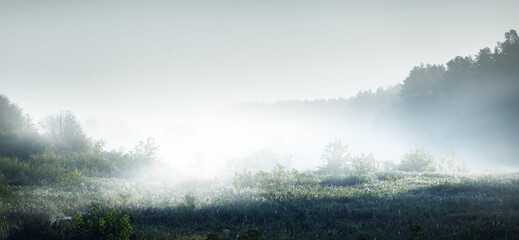 鲸鱼到底是怎样从陆地四肢动物下海进化而来？