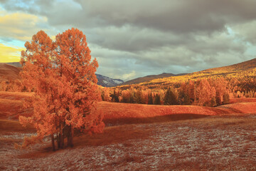 鲸鱼到底是怎样从陆地四肢动物下海进化而来？